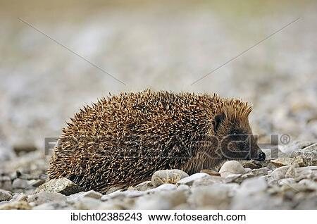 "European Hedgehog (Erinaceus europaeus), France, Europe" View Large Photo Image Stock Image - "European Hedgehog (Erinaceus europaeus), France, Europe". Fotosearch
