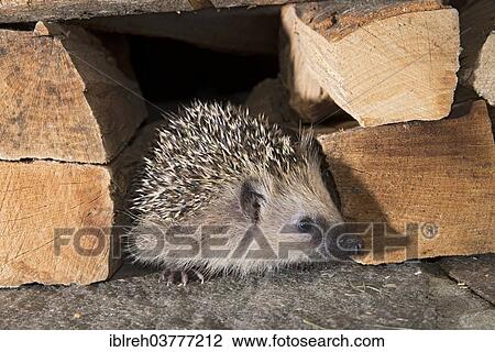 "European hedgehog (Erinaceus europaeus), Tyrol, Austria, Europe" View Large Photo Image Stock Image - "European hedgehog (Erinaceus europaeus), Tyrol, Austria, Europe". Fotosearch