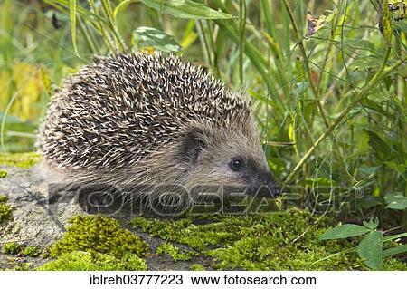 "European hedgehog (Erinaceus europaeus), Tyrol, Austria, Europe" View Large Photo Image Stock Image - "European hedgehog (Erinaceus europaeus), Tyrol, Austria, Europe". Fotosearch