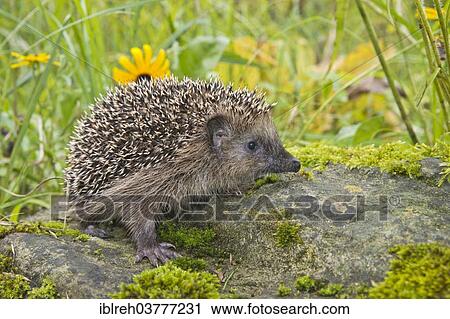 "European hedgehog (Erinaceus europaeus), Tyrol, Austria, Europe" View Large Photo Image Stock Image - "European hedgehog (Erinaceus europaeus), Tyrol, Austria, Europe". Fotosearch