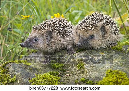 Stock Photo - "European hedgehog (Erinaceus europaeus), Tyrol, Austria, Europe". Fotosearch