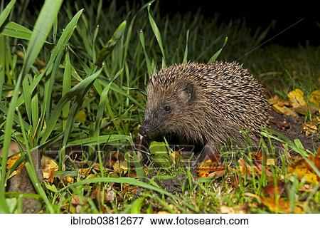 "European Hedgehog (Erinaceus europaeus), Mecklenburg-Western Pomerania, Germany, Europe" View Large Photo Image Stock Photo - "European Hedgehog (Erinaceus europaeus), Mecklenburg-Western Pomerania, Germany, Europe". Fotosearch