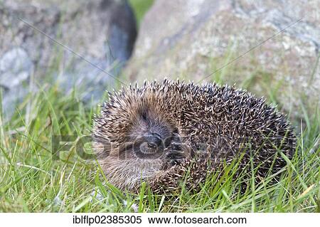 "European Hedgehog (Erinaceus europaeus), adult, uncurling from defensive ball at base of drystone wall, Berwickshire, Scottish Borders, Scotland, United Kingdom, Europe" View Large Photo Image Stock Photography - "European Hedgehog (Erinaceus europaeus), adult, uncurling from defensive ball at base of drystone wall, Berwickshire, Scottish Borders, Scotland, United Kingdom, Europe". Fotosearch
