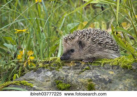 "European hedgehog (Erinaceus europaeus), Tyrol, Austria, Europe" View Large Photo Image Stock Photography - "European hedgehog (Erinaceus europaeus), Tyrol, Austria, Europe". Fotosearch