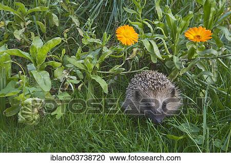 "European Hedgehog or Common Hedgehog (Erinaceus europaeus), young, Tyrol, Austria, Europe" View Large Photo Image Stock Image - "European Hedgehog or Common Hedgehog (Erinaceus europaeus), young, Tyrol, Austria, Europe". Fotosearch