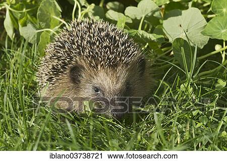 "European Hedgehog or Common Hedgehog (Erinaceus europaeus), young, Tyrol, Austria, Europe" View Large Photo Image Stock Image - "European Hedgehog or Common Hedgehog (Erinaceus europaeus), young, Tyrol, Austria, Europe". Fotosearch