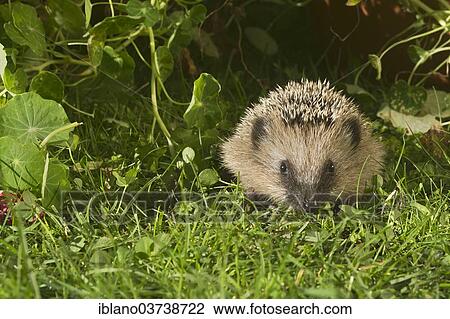 "European Hedgehog or Common Hedgehog (Erinaceus europaeus), young, Tyrol, Austria, Europe" View Large Photo Image Stock Image - "European Hedgehog or Common Hedgehog (Erinaceus europaeus), young, Tyrol, Austria, Europe". Fotosearch