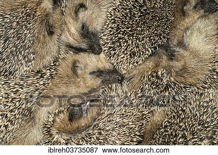 "European Hedgehog or Common Hedgehog (Erinaceus europaeus), seven young hedgehogs in the nest, Tyrol, Austria, Europe" View Large Photo Image Stock Photo - "European Hedgehog or Common Hedgehog (Erinaceus europaeus), seven young hedgehogs in the nest, Tyrol, Austria, Europe". Fotosearch