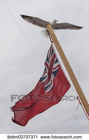 "European Herring Gull (Larus argentatus) landing on a flagpole with a flag of the British Merchant Navy, Craignure, Isle of Mull, Scotland, United Kingdom, Europe" View Large Photo Image Stock Image - "European Herring Gull (Larus argentatus) landing on a flagpole with a flag of the British Merchant Navy, Craignure, Isle of Mull, Scotland, United Kingdom, Europe". Fotosearch