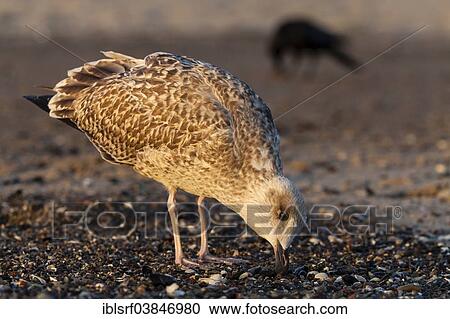 "European Herring Gull (Larus argentatus) in juvenile plumage, in the morning light, Timmendorfer Strand, Schleswig-Holstein, Germany, Europe" View Large Photo Image Stock Image - "European Herring Gull (Larus argentatus) in juvenile plumage, in the morning light, Timmendorfer Strand, Schleswig-Holstein, Germany, Europe". Fotosearch
