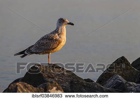 Stock Image - "European Herring Gull (Larus argentatus) in juvenile plumage, in the morning light, Timmendorfer Strand, Schleswig-Holstein, Germany, Europe". Fotosearch