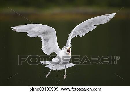 Stock Photo - "European Herring Gull (Larus argentatus) in flight with an open beak, Lauvsnes, Flatanger, Nord-Trondelag, Trondelag, Norway, Europe". Fotosearch