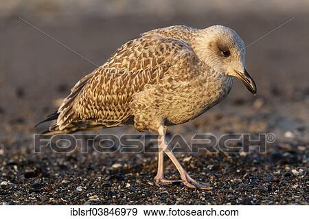 Stock Photo - "European Herring Gull (Larus argentatus) in juvenile plumage, in the morning light, Timmendorfer Strand, Schleswig-Holstein, Germany, Europe". Fotosearch