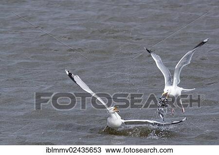 "European Herring Gulls (Larus argentatus) fighting over food, Minsener Oog island, East Frisian Islands, Lower Saxony Wadden Sea, Lower Saxony, Germany, Europe" View Large Photo Image Stock Image - "European Herring Gulls (Larus argentatus) fighting over food, Minsener Oog island, East Frisian Islands, Lower Saxony Wadden Sea, Lower Saxony, Germany, Europe". Fotosearch