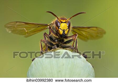 Stock Image - "European Hornet (Vespa crabro), Mittelelbe, Saxony-Anhalt, Germany, Europe". Fotosearch