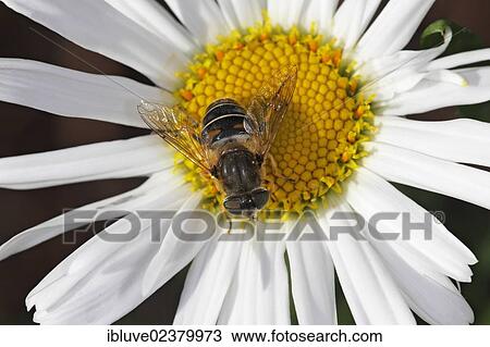 "European Hoverfly or Drone Fly (Eristalis tenax), female on the flower of a daisy" View Large Photo Image Stock Image - "European Hoverfly or Drone Fly (Eristalis tenax), female on the flower of a daisy". Fotosearch