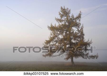 "European Larch (Larix decidua) in the morning fog in autumn, Stiege, Oberharz am Brocken, Saxony-Anhalt, Germany, Europe" View Large Photo Image Stock Photography - "European Larch (Larix decidua) in the morning fog in autumn, Stiege, Oberharz am Brocken, Saxony-Anhalt, Germany, Europe". Fotosearch