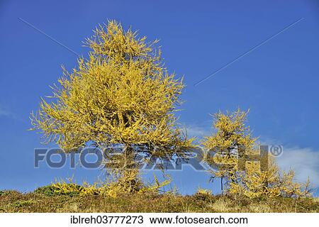 "European Larch (Larix decidua), larch meadows, Obernbergtal Valley, Tyrol, Austria, Europe" View Large Photo Image Stock Image - "European Larch (Larix decidua), larch meadows, Obernbergtal Valley, Tyrol, Austria, Europe". Fotosearch