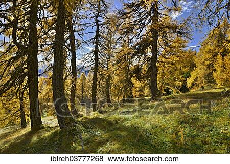 Stock Photo - "European Larch (Larix decidua), larch meadows, Obernbergtal Valley, Tyrol, Austria, Europe". Fotosearch