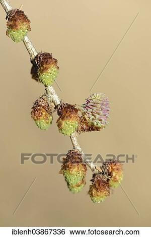 "European Larch (Larix decidua), male and female flowers, Emsland region, Lower Saxony, Germany, Europe" View Large Photo Image Stock Photograph - "European Larch (Larix decidua), male and female flowers, Emsland region, Lower Saxony, Germany, Europe". Fotosearch