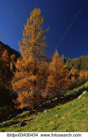 "European Larches (Larix decidua) and the peak of Mt Gaiskogel in autumn, Sellraintal, Tyrol, Austria, Europe" View Large Photo Image Picture - "European Larches (Larix decidua) and the peak of Mt Gaiskogel in autumn, Sellraintal, Tyrol, Austria, Europe". Fotosearch