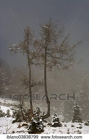 "European larches (Larix decidua) in fog in winter, Achenkirch, Brundlalm alp, Tyrol, Austria, Europe" View Large Photo Image Stock Photo - "European larches (Larix decidua) in fog in winter, Achenkirch, Brundlalm alp, Tyrol, Austria, Europe". Fotosearch