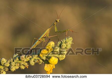 "European Mantis or Praying Mantis (Mantis religiosa), Burgenland, Austria, Europe" View Large Photo Image Picture - "European Mantis or Praying Mantis (Mantis religiosa), Burgenland, Austria, Europe". Fotosearch