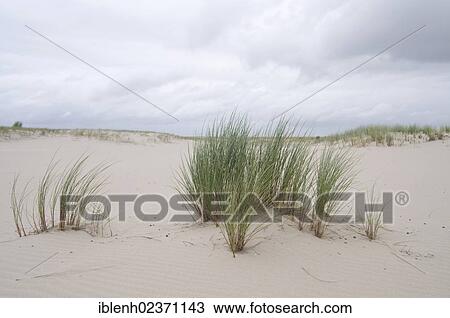 "European Marram Grass or European Beachgrass (Ammophila arenaria), dune, Spiekeroog, Lower Saxony, Germany, Europe" View Large Photo Image Stock Image - "European Marram Grass or European Beachgrass (Ammophila arenaria), dune, Spiekeroog, Lower Saxony, Germany, Europe". Fotosearch