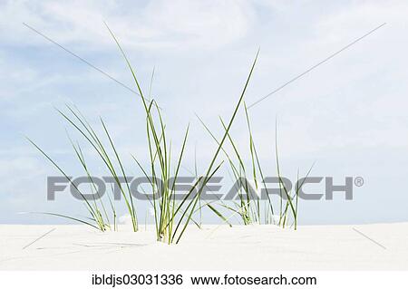 "European Marram Grass or European Beachgrass (Ammophila arenaria) on a beach, Amrum, Amrum, North Frisian Islands, Schleswig-Holstein, Germany, Europe" View Large Photo Image Stock Photograph - "European Marram Grass or European Beachgrass (Ammophila arenaria) on a beach, Amrum, Amrum, North Frisian Islands, Schleswig-Holstein, Germany, Europe". Fotosearch