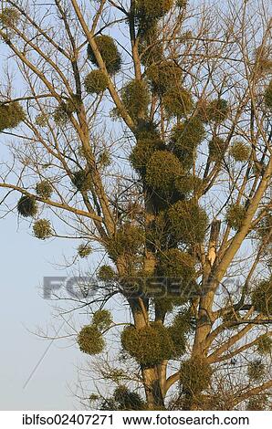 "European Mistletoe or Common Mistletoe (Viscum album), parasite on a poplar, Lower Saxony, Germany, Europe" View Large Photo Image Stock Image - "European Mistletoe or Common Mistletoe (Viscum album), parasite on a poplar, Lower Saxony, Germany, Europe". Fotosearch