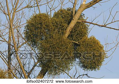 Stock Image - "European Mistletoe or Common Mistletoe (Viscum album), parasite on a poplar, Lower Saxony, Germany, Europe". Fotosearch