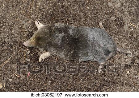"European mole (Talpa europaea), North Rhine-Westphalia, Germany, Europe" View Large Photo Image Stock Photo - "European mole (Talpa europaea), North Rhine-Westphalia, Germany, Europe". Fotosearch