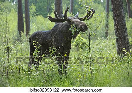 "European Moose (Alces alces), bull eating leaves, state game reserve, Germany, Europe" View Large Photo Image Stock Image - "European Moose (Alces alces), bull eating leaves, state game reserve, Germany, Europe". Fotosearch