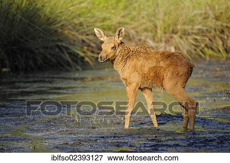 "European Moose (Alces alces), calf, state game reserve, Germany, Europe" View Large Photo Image Stock Photo - "European Moose (Alces alces), calf, state game reserve, Germany, Europe". Fotosearch