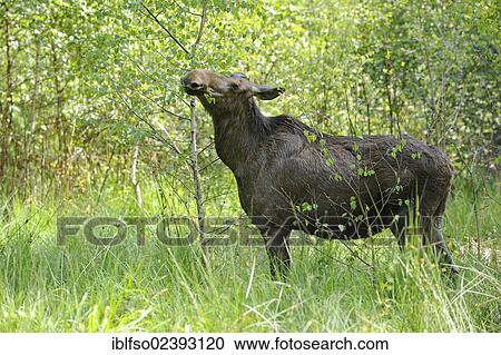 "European Moose (Alces alces), cow eating leaves, state game reserve, Germany, Europe" View Large Photo Image Stock Image - "European Moose (Alces alces), cow eating leaves, state game reserve, Germany, Europe". Fotosearch