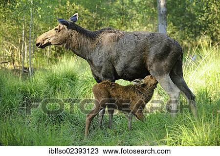 "European Moose (Alces alces), cow suckling a calf, state game reserve, Germany, Europe" View Large Photo Image Stock Image - "European Moose (Alces alces), cow suckling a calf, state game reserve, Germany, Europe". Fotosearch
