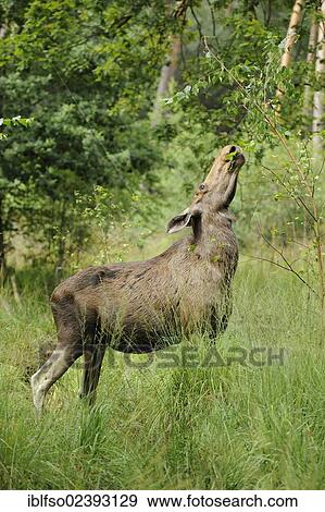 "European Moose (Alces alces), cow eating leaves, state game reserve, Germany, Europe" View Large Photo Image Stock Photo - "European Moose (Alces alces), cow eating leaves, state game reserve, Germany, Europe". Fotosearch