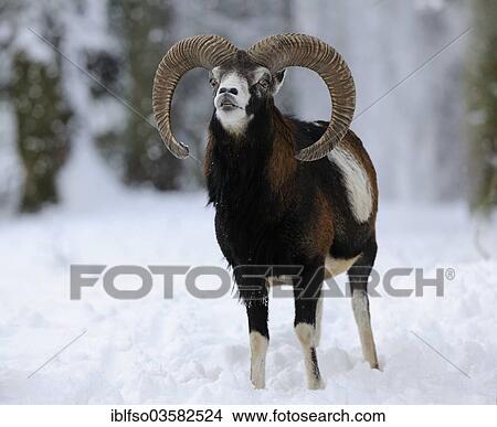 Picture - "European Mouflon (Ovis ammon Musimon), ram standing in the snow, captive, Saxony, Germany, Europe". Fotosearch