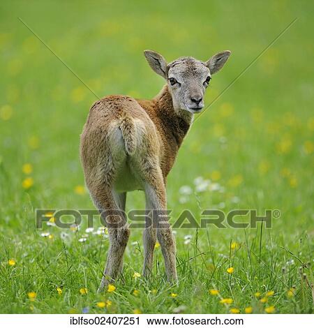 "European Mouflon (Ovis ammon musimon), lamb, state game reserve, Lower Saxony, Germany, Europe" View Large Photo Image Stock Image - "European Mouflon (Ovis ammon musimon), lamb, state game reserve, Lower Saxony, Germany, Europe". Fotosearch