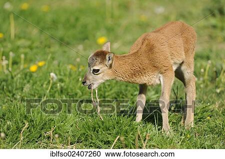 "European Mouflon (Ovis ammon musimon), lamb, state game reserve, Lower Saxony, Germany, Europe" View Large Photo Image Stock Image - "European Mouflon (Ovis ammon musimon), lamb, state game reserve, Lower Saxony, Germany, Europe". Fotosearch