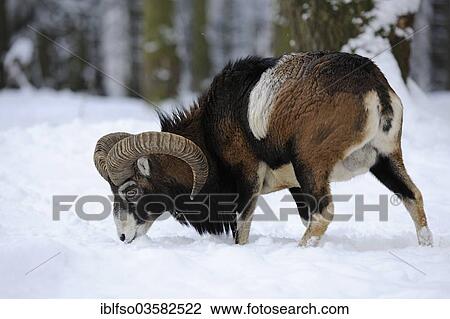 "European Mouflon (Ovis ammon Musimon), ram standing in the snow, captive, Saxony, Germany, Europe" View Large Photo Image Stock Image - "European Mouflon (Ovis ammon Musimon), ram standing in the snow, captive, Saxony, Germany, Europe". Fotosearch
