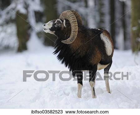 "European Mouflon (Ovis ammon Musimon), ram standing in the snow, captive, Saxony, Germany, Europe" View Large Photo Image Stock Image - "European Mouflon (Ovis ammon Musimon), ram standing in the snow, captive, Saxony, Germany, Europe". Fotosearch