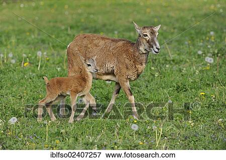 "European Mouflon (Ovis ammon musimon), ewe with lamb, state game reserve, Lower Saxony, Germany, Europe" View Large Photo Image Stock Photo - "European Mouflon (Ovis ammon musimon), ewe with lamb, state game reserve, Lower Saxony, Germany, Europe". Fotosearch