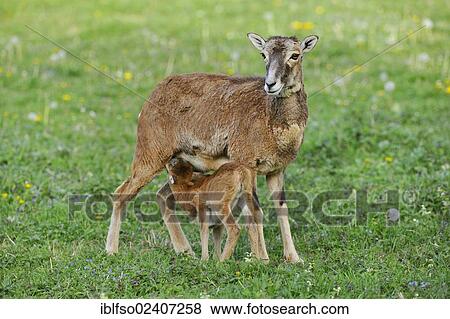 Stock Photo - "European Mouflon (Ovis ammon musimon), ewe suckling a lamb, state game reserve, Lower Saxony, Germany, Europe". Fotosearch