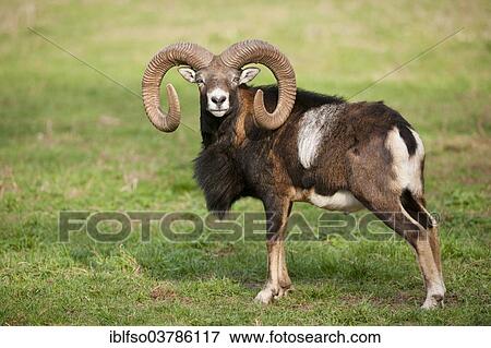 "European mouflon (Ovis ammon musimon), ram, captive, Bavaria, Germany, Europe" View Large Photo Image Stock Photo - "European mouflon (Ovis ammon musimon), ram, captive, Bavaria, Germany, Europe". Fotosearch