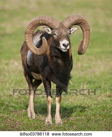 "European mouflon (Ovis ammon musimon), ram, captive, Bavaria, Germany, Europe" View Large Photo Image Stock Photo - "European mouflon (Ovis ammon musimon), ram, captive, Bavaria, Germany, Europe". Fotosearch