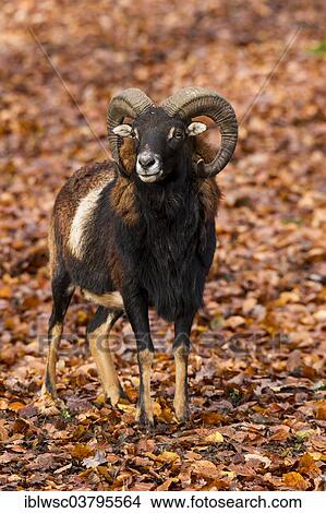 "European Mouflon (Ovis orientalis musimon), Volcanic Eifel, Rhineland-Palatinate, Germany, Europe" View Large Photo Image Picture - "European Mouflon (Ovis orientalis musimon), Volcanic Eifel, Rhineland-Palatinate, Germany, Europe". Fotosearch