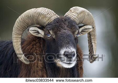 "European mouflon (Ovis orientalis musimon), Volcanic Eifel, Rhineland-Palatinate, Germany, Europe" View Large Photo Image Picture - "European mouflon (Ovis orientalis musimon), Volcanic Eifel, Rhineland-Palatinate, Germany, Europe". Fotosearch
