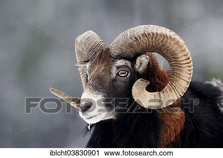 Stock Image - "European Mouflon (Ovis orientalis musimon), ram in winter, North Rhine-Westphalia, Germany, Europe". Fotosearch
