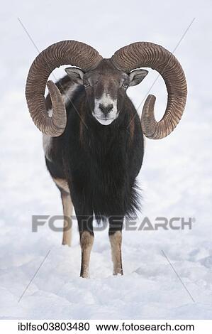 "European mouflon (Ovis orientalis musimon), ram standing in snow, captive, Bavaria, Germany, Europe" View Large Photo Image Stock Image - "European mouflon (Ovis orientalis musimon), ram standing in snow, captive, Bavaria, Germany, Europe". Fotosearch